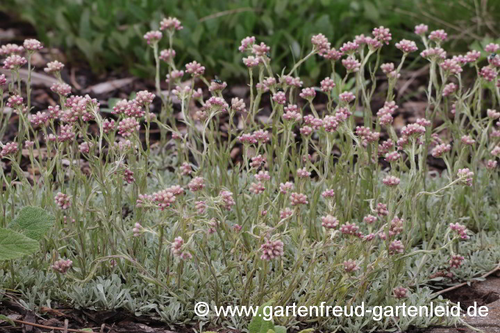 Antennaria dioica – Katzenpfötchen