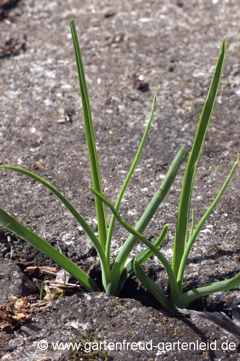 Anthericum – Graslilie, Sämlinge
