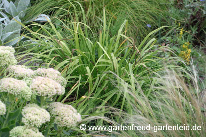 Anthericum liliago – Astlose Graslilie Ende August