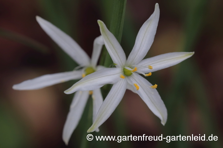 Anthericum liliago – Astlose Graslilie