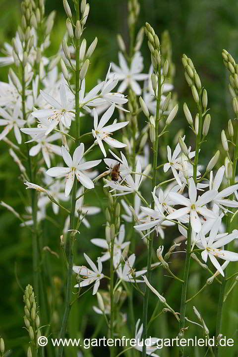 Anthericum liliago – Astlose Graslilie