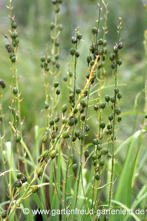 Anthericum liliago – Astlose Graslilie, Samenstände