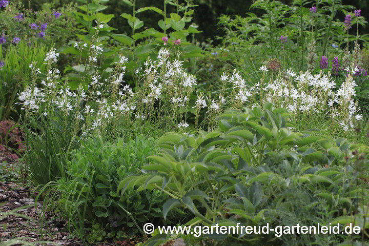 Anthericum liliago – Astlose Graslilie