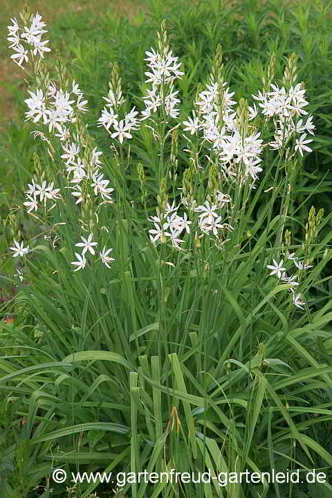 Anthericum liliago – Ährige Graslilie