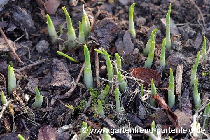 Anthericum ramosum – Ästige Graslilie, Austrieb
