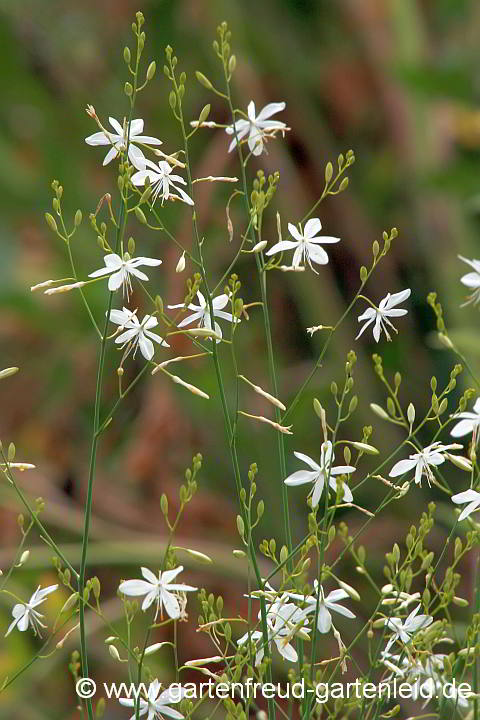 Anthericum ramosum – Ästige Graslilie