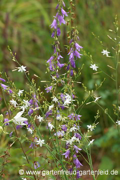 Anthericum ramosum mit Campanula trachelium