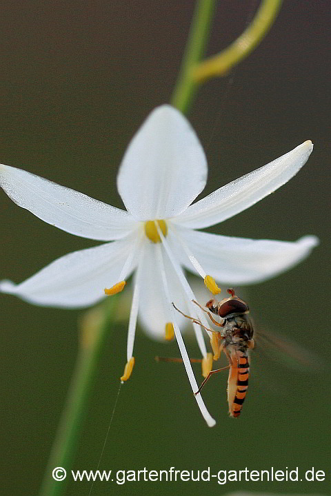 Anthericum ramosum mit Hain-Schwebfliege (Episyrphus balteatus)