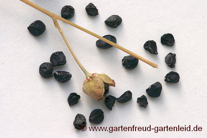 Anthericum ramosum – Ästige Graslilie, Samen