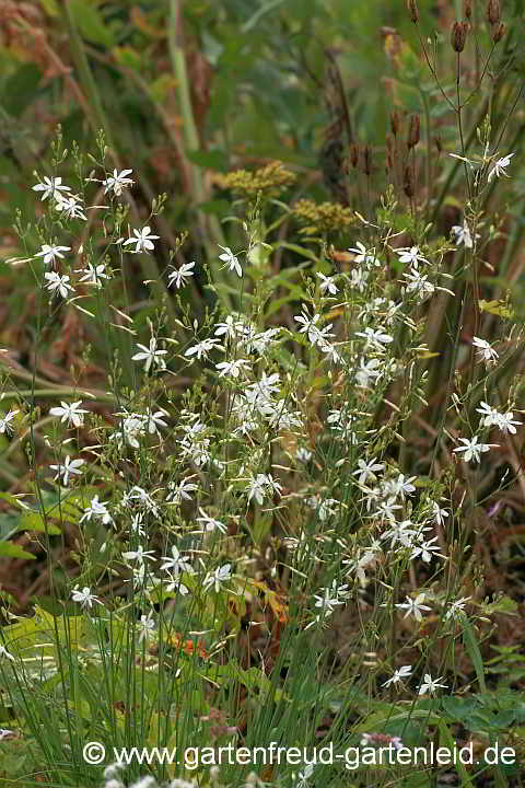 Anthericum ramosum – Ästige Graslilie