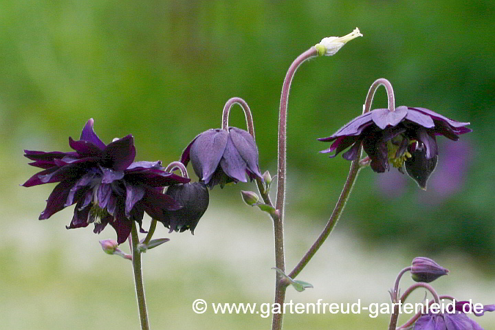 Aquilegia vulgaris Plena-Gruppe 'Black Barlow' – Gefüllte Akelei