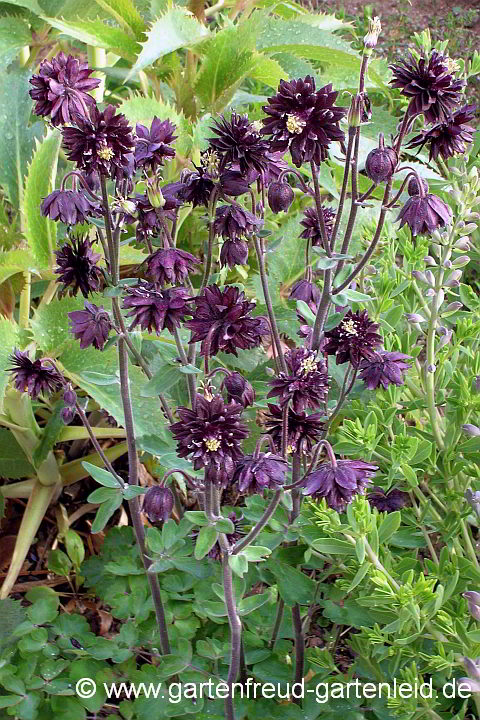 Aquilegia vulgaris Plena-Gruppe 'Black Barlow' – Gefüllte Akelei
