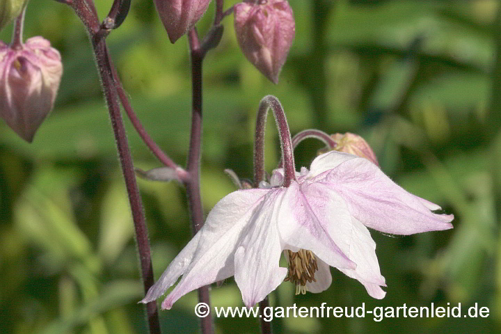 Aquilegia Clematiflora-Gruppe – Spornlose Akelei