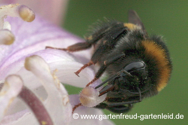 Aquilegia (Akelei) mit Hummel am Sporn