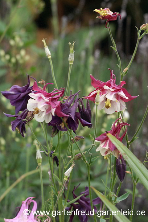 Aquilegia-Hybriden – Akelei, Kreuzungen