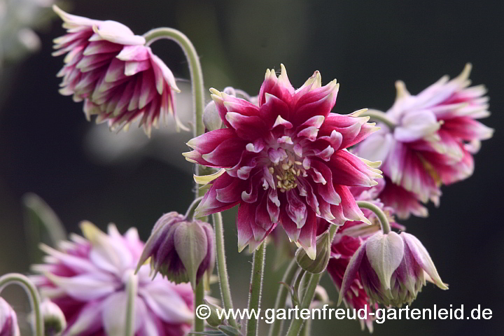 Aquilegia vulgaris Plena-Gruppe 'Nora Barlow' – Rosen-Akelei