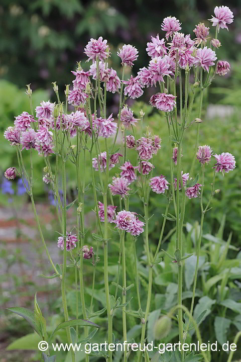 Aquilegia vulgaris Plena-Gruppe 'Nora Barlow' – Rosen-Akelei