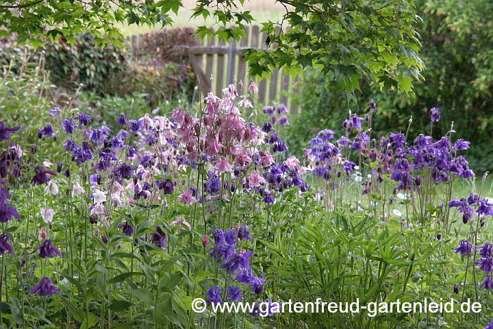 Aquilegia vulgaris – Gewöhnliche Akelei