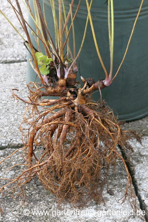 Wurzelstock der Aquilegia (Akelei)