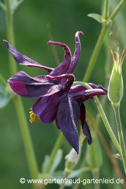 Aquilegia atrata – Schwarzviolette Akelei