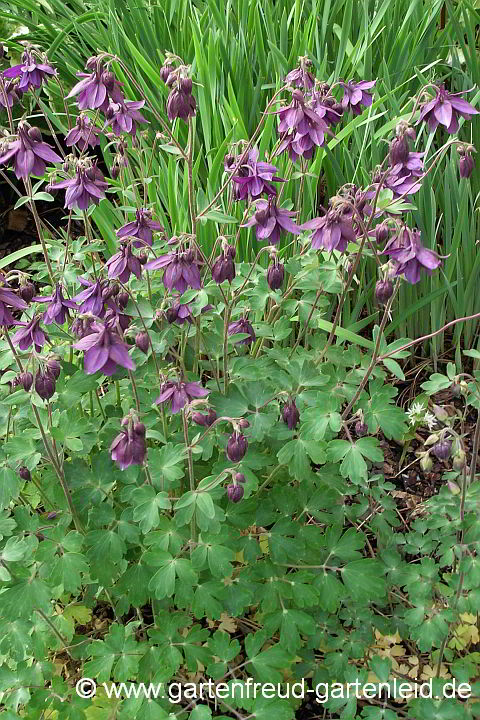 Aquilegia atrata – Schwarzviolette Akelei