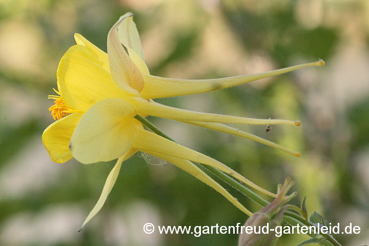 Aquilegia chrysantha 'Yellow Queen' – Langspornige Akelei, Gold-Akelei