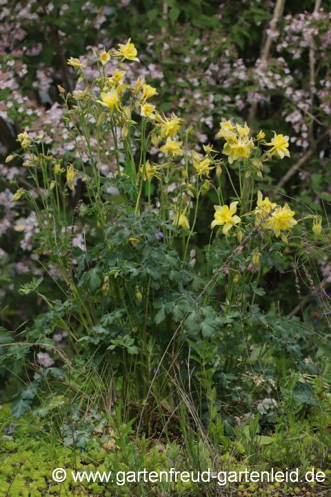 Aquilegia chrysantha 'Yellow Queen' – Langspornige Akelei, Gold-Akelei