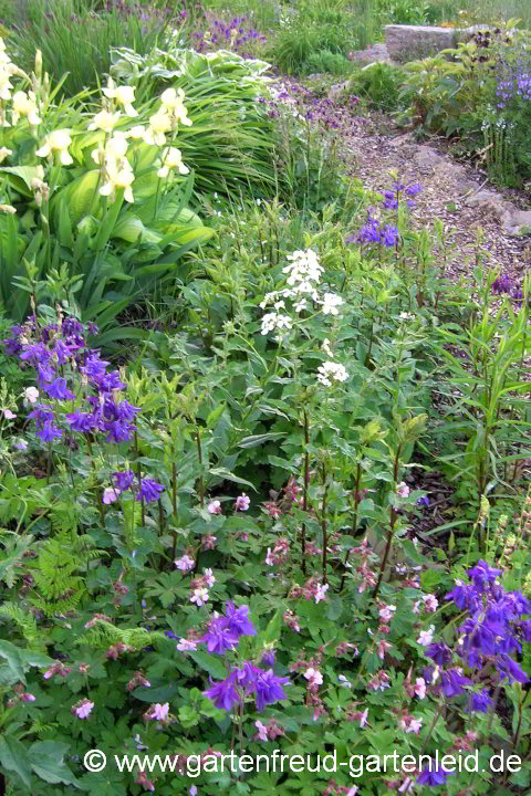 Aquilegia vulgaris – Gewöhnliche Akelei