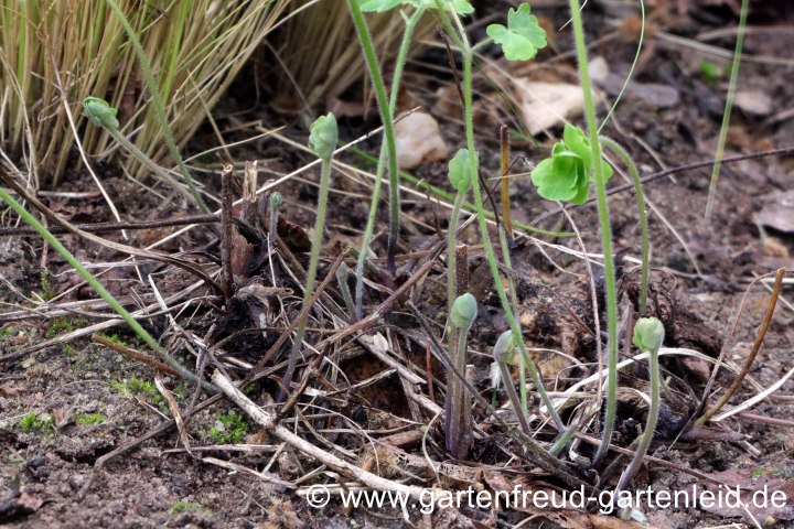 Aquilegia (Akelei) – Neuaustrieb nach der Blüte