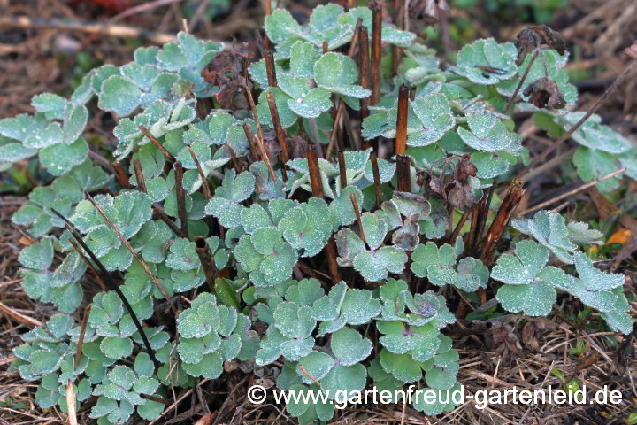 Aquilegia vulgaris – Austrieb