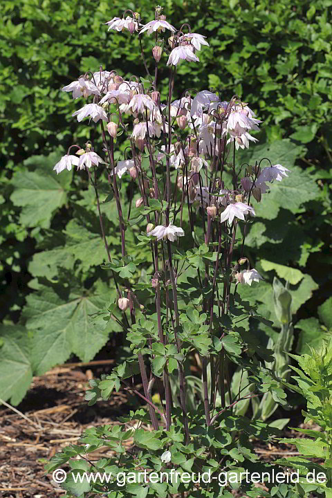 Aquilegia vulgaris Clematiflora-Gruppe – Spornlose Akelei