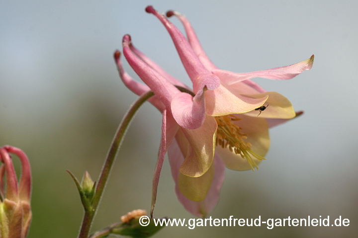 Aquilegia-Vulgaris-Chrysantha-Hybride