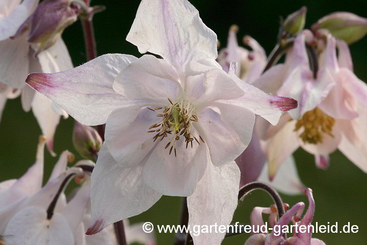 Zufallssämling von Aquilegia vulgaris – Gewöhnliche Akelei