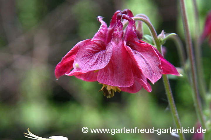 Zufallssämling von Aquilegia vulgaris – Gewöhnliche Akelei