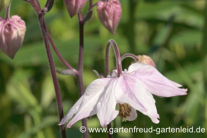 Aquilegia vulgaris var. stellata &ndash; Spornlose oder Sternf&ouml;rmige Akelei, Bl&uuml;te und Knospen