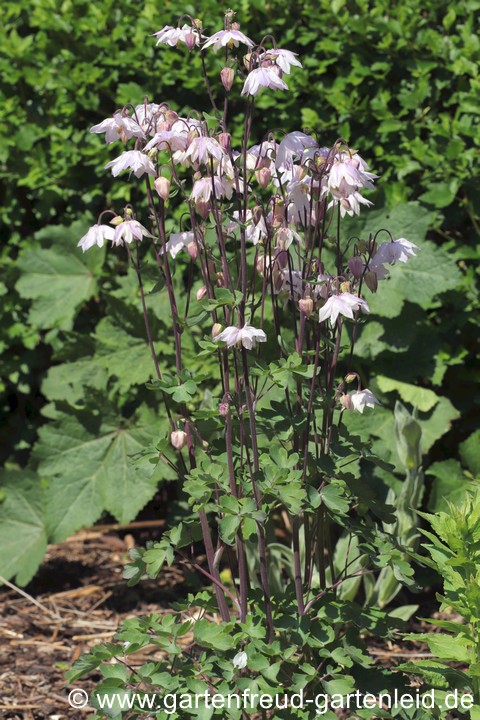 Aquilegia vulgaris var. stellata &ndash; Spornlose oder Sternf&ouml;rmige Akelei