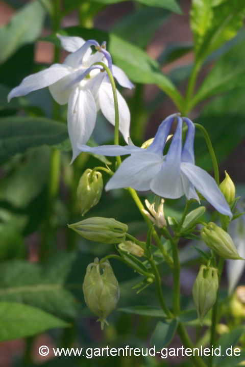 Zufallssämling von Aquilegia vulgaris – Gewöhnliche Akelei