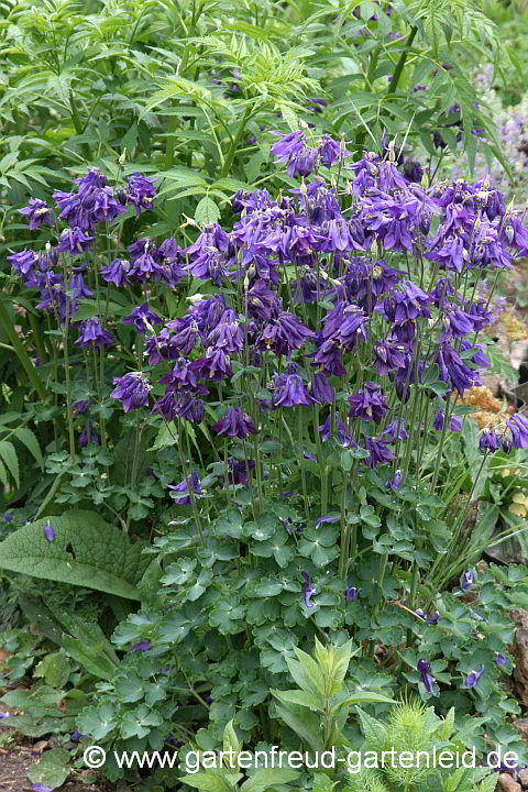 Aquilegia vulgaris – Gewönliche Akelei