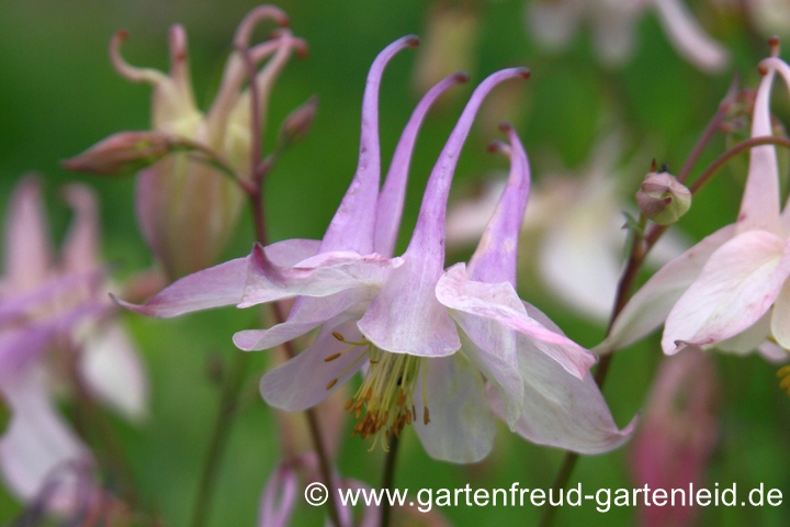 Aquilegia vulgaris &ndash; Gew&ouml;hnliche Akelei, Sporne