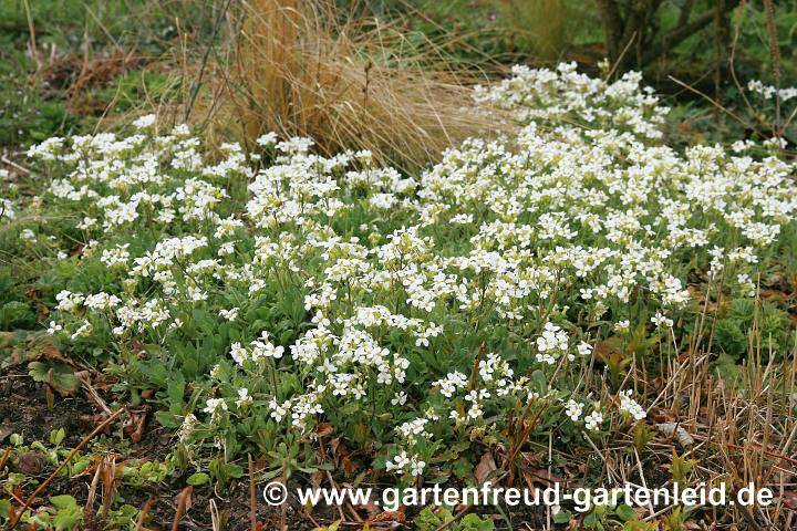 Arabis caucasica 'Schneeball' – Kaukasische Gänsekresse