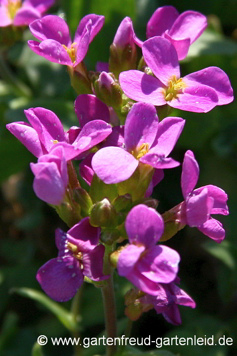 Arabis caucasica 'La Fraîcheur' – Kaukasische Gänsekresse, Blüten