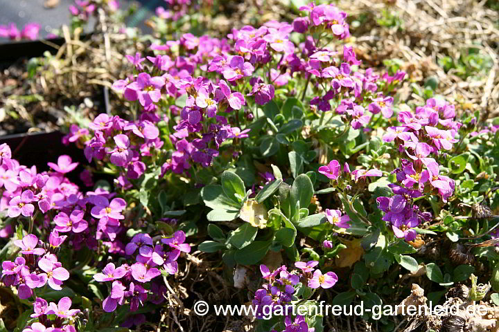 Arabis caucasica 'La Fraîcheur' – Kaukasische Gänsekresse