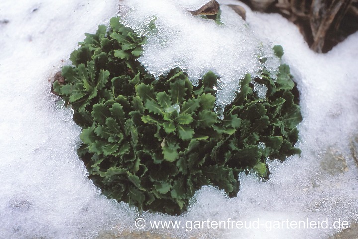 Arabis caucasica 'Schneeball' – Kaukasische Gänsekresse im Schnee