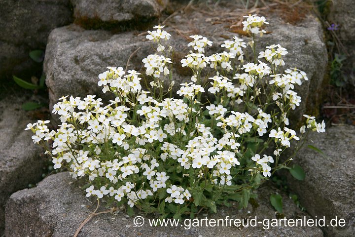 Arabis caucasica 'Schneeball' – Kaukasische Gänsekresse