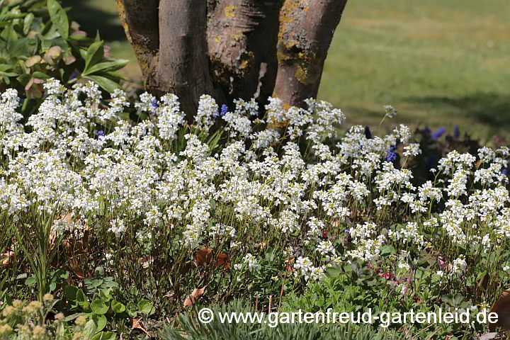 Arabis ferdinandi-coburgii – Mazedonische Gänsekresse