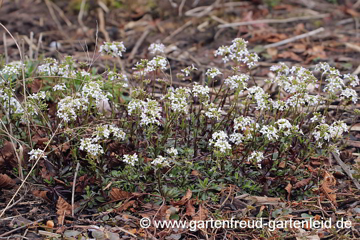 Arabis ferdinandi-coburgii – Mazedonische Gänsekresse im Schnee