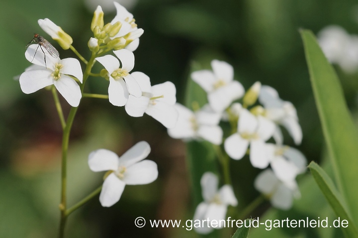 Arabis ferdinandi-coburgii – Mazedonische Gänsekresse