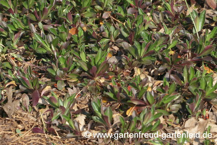 Arabis ferdinandi-coburgii – Mazedonische Gänsekresse im Frühjahr