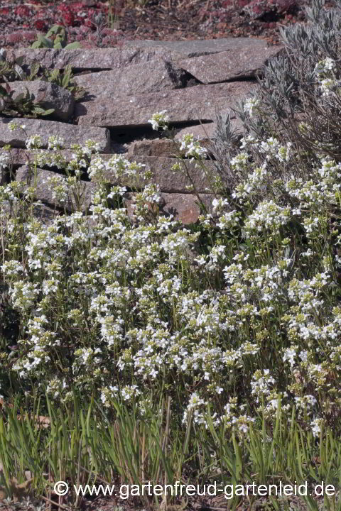 Arabis ferdinandi-coburgii – Mazedonische Gänsekresse