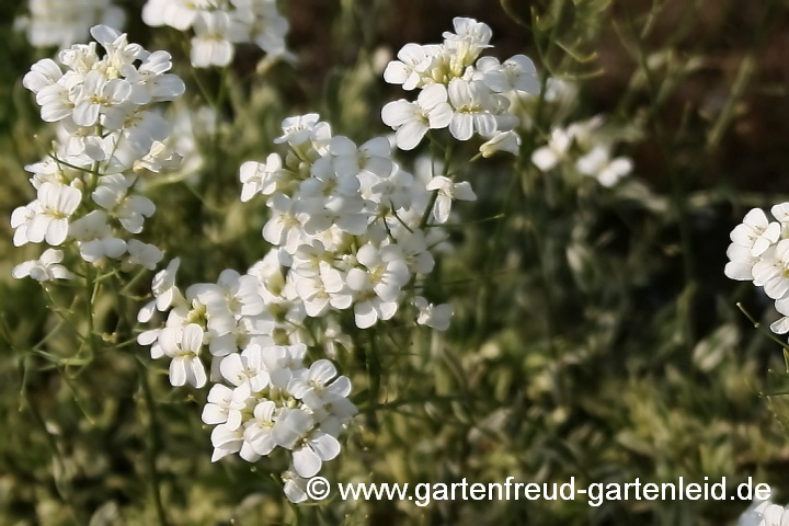 Arabis ferdinandi-coburgii – Mazedonische Gänsekresse, Blüten